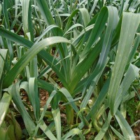 Allium ampeloprasum L.